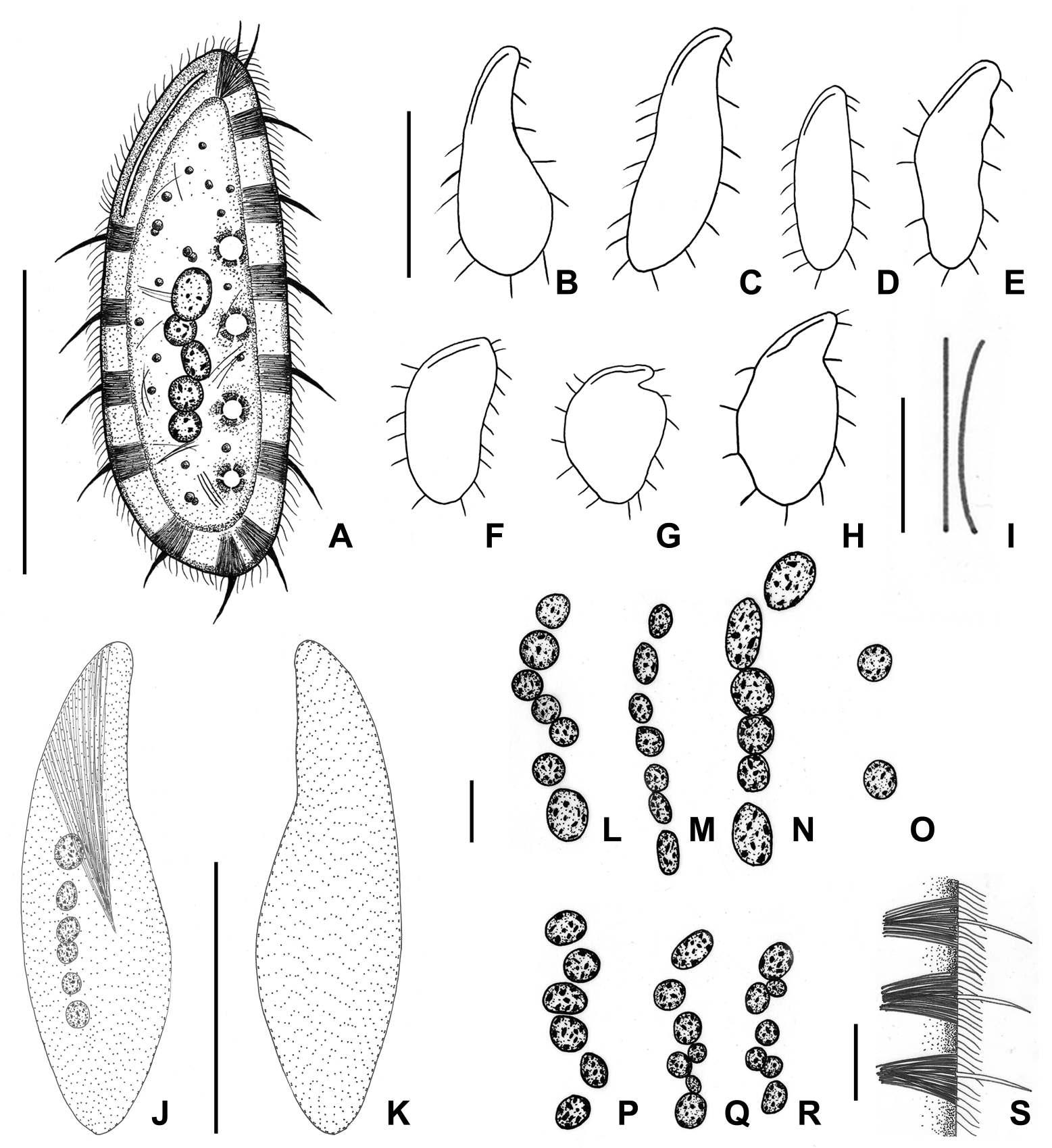 Kentrophyllum n. sp. from live (A-H, S), after protargol impregnation (I-R).