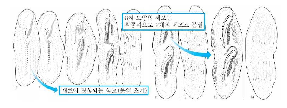 강원도 송지호에서 발견된 신종 유모충 Pseudourostyla cristatoides 의 분열 과정