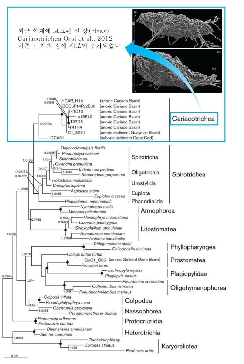 최근 Orsi et al.(2012)에 의해 무산소 환경에 서식하는 Cariacotrichea이란 새로운 강(class)이 발견되어 학계에 보고되었다.