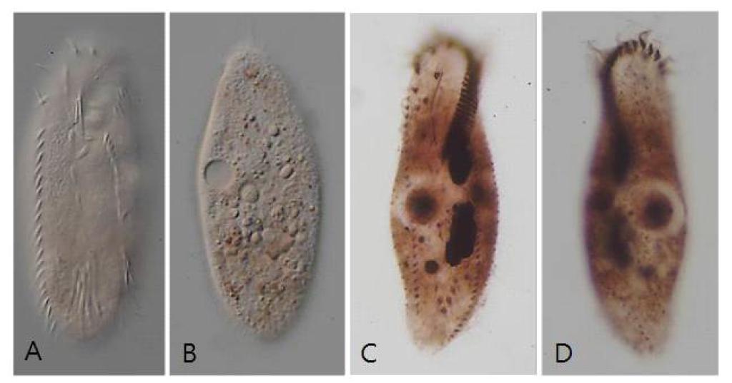 경북 청송군에 위치한 주산지 주변 토양에서 발굴된 신종 Oxytricha n. sp.의 몸길이는 85~120 μm로 방패를 닮은 타원형의 모양이며. Contractile vacuole은 세포 왼편 중간에 위치한다. 8개의 frontal cirri, 5개의 ventral cirri, 5개의 transverse cirri가 있으며, transverse cirri가 세포 바깥으로 삐져나가지 않고 세포 안쪽에 위치하고 있다. 양 옆으로 각각 1열의 marginal cirri, 배면에 cortical granules이 빽빽하게 분포하는 특징을 보인다. 생체 사진(A, B)과 프로타골 염색 사진(C, D).