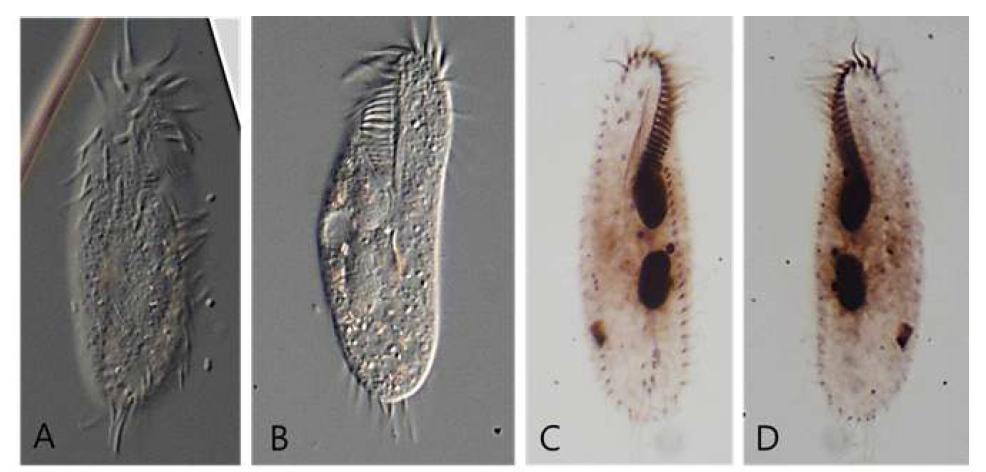 전북 무주에 위치한 압수골 주변 토양에서 발굴된 신종 Oxytricha pseudosimilis Hemberger, 1985의 몸길이는 80~110 μm로 방패를 닮은 타원형의 모양이며. Contractile vacuole은 세포 왼편 중간에 위치한다. 8개의 frontal cirri, 5개의 ventral cirri, 5개의 transverse cirri가 있으며, 양 옆으로 각각 1열의 marginal cirri, 배면에 cortical granules이 빽빽하게 분포하는 특징을 보인다. 등면 dorsal kineties가 총 5개이며, 3개 는 세포전체에 걸쳐 있고, 두 개의 경우 완전치 않고 짧다. 생체 사진(A–B)과 프로타골 염색 사진(C–D).