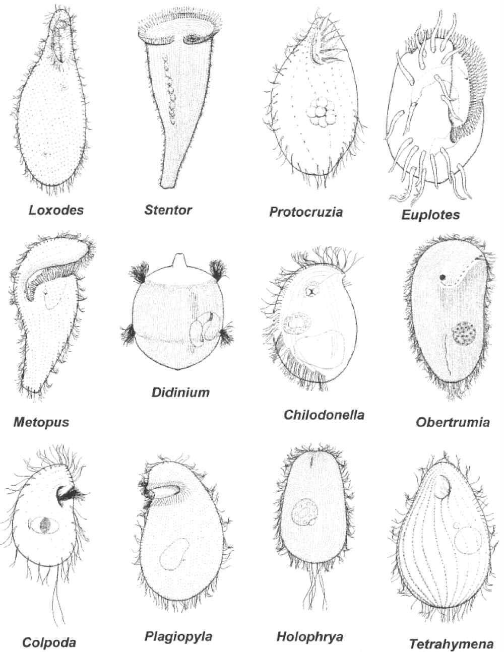 유모충문에 속하는 11개 강을 대표하는 유모충류(Lynn, 2008).