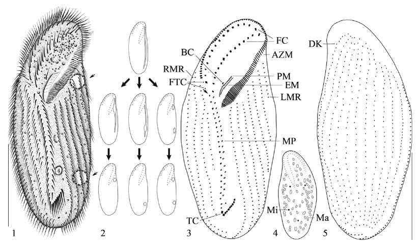 본 연구실에서 Zootaxa 저널에 보고한 신종 유모충 Pseudourostyla cristatoides.