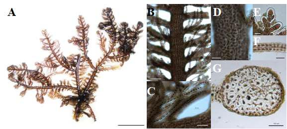 Bostrychia tenella (J.V.Lamouroux) J.Agardh