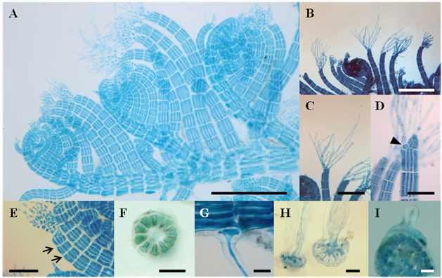 Herposiphonia caespitosa Tseng