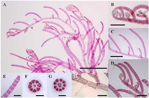 Herposiphonia donghaensis sp. nov.