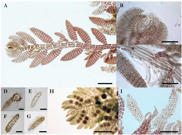 Herposiphonia fissidentoides (Holmes) Okamura