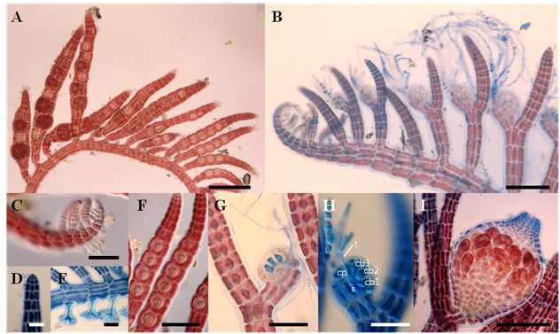 Herposiphonia nuda Hollenberg