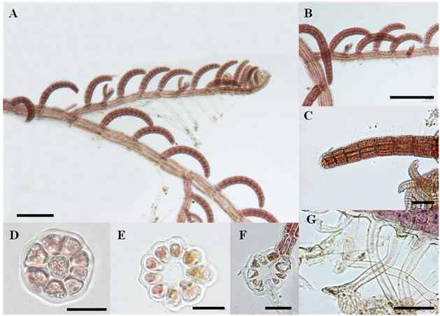 Herposiphonia parca Setchell