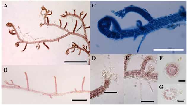 Herposiphonia sparsa sp. nov.