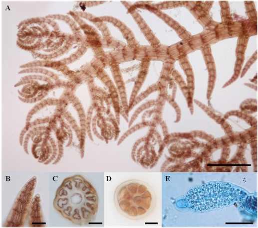 Herposiphonia subdisticha Okamura