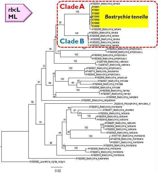 rbcL 유전자를 이용한 Bostrychia속의 계통수
