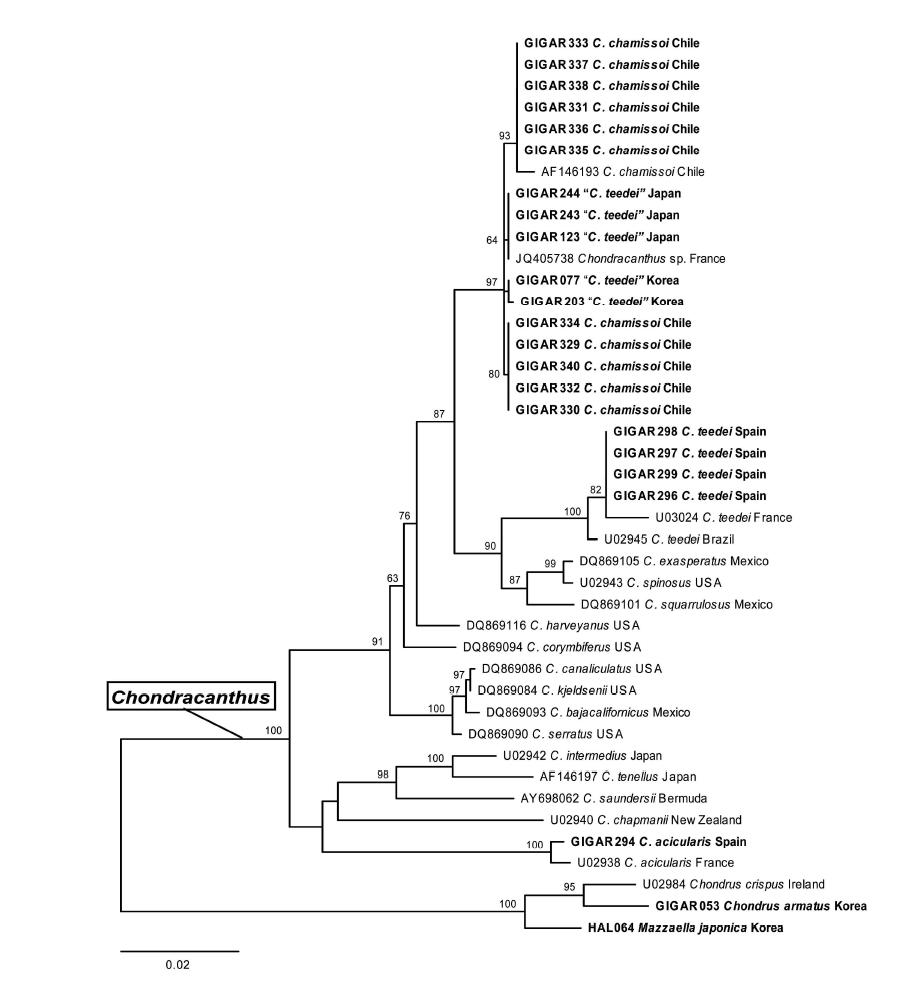 rbcL 유전자 분석을 통한 Chondracanthus속의 Maximum likelihood 계통수