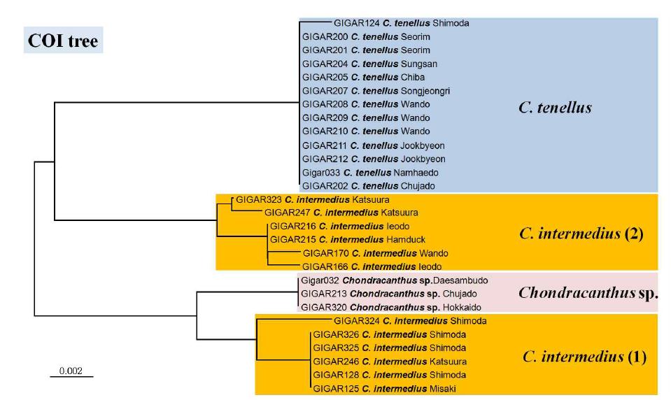 COI-5P 유전자 분석을 통한 Chondracanthus속의 Neighbor-joining 계통수