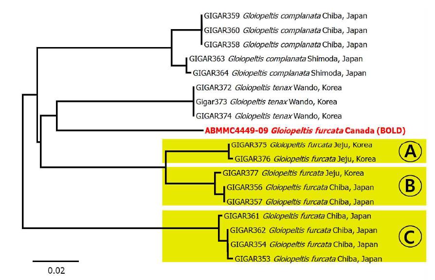 COI 유전자 분석을 통한 Gloiopeltis 속 식물의 유전적 다양성
