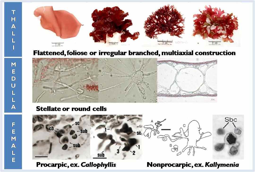 Kallymeniaceae내의 식별형질이 되는 외부 및 내부 형태구조