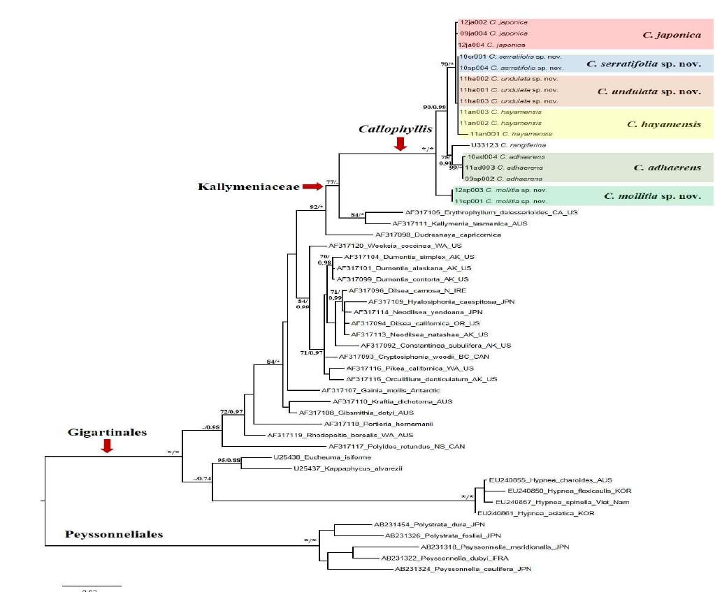 Kallymeniaceae 분류군내 Callophyllis속의 SSU rDNA 유전자 계통수