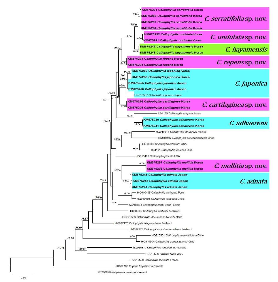 Callophyllis속에 대한 rbcL 유전자 Maximum likelihood 계통수