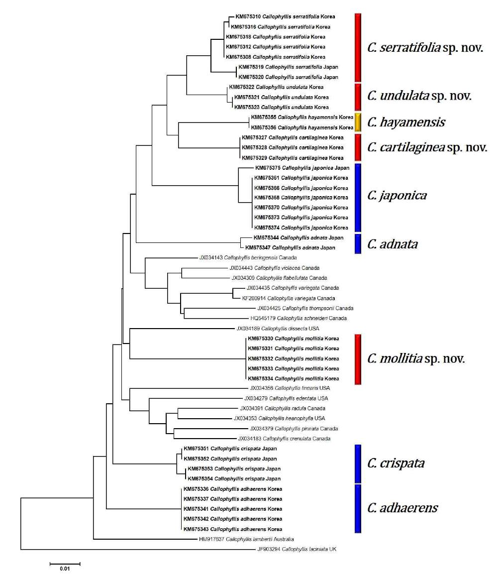 Callophyllis속에 대한 COI-5P 유전자 Neighbor-joining 계통수