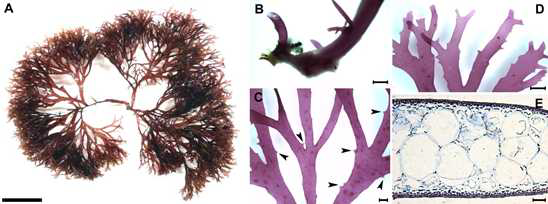 Callophyllis cartilaginea sp. nov.의 외부형태 및 내부구조