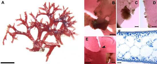 Callophyllis repens sp. nov.의 외부형태 및 내부구조