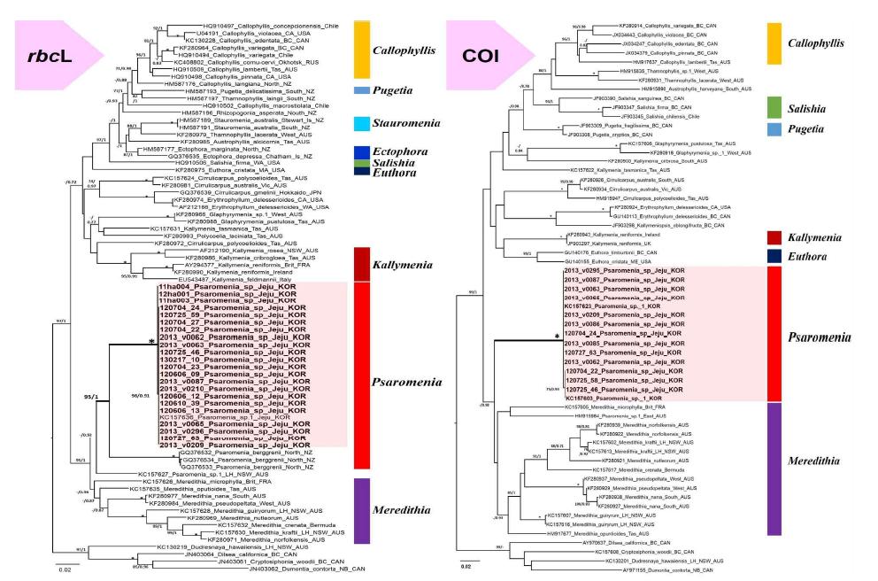 Psaromenia sp.의 rbcL 및 COI-5P 염기서열 분석 및 계통분석