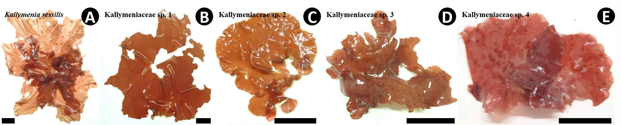 다양한 형태의 Kallymeniaceae 신속/신종 후보군