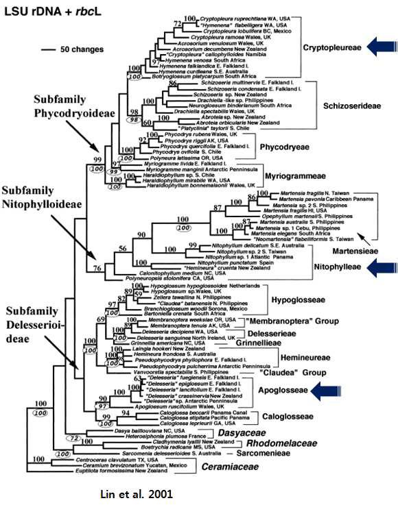 LSU+rbcL 분석을 통한 Delesseriaceae의 계통수