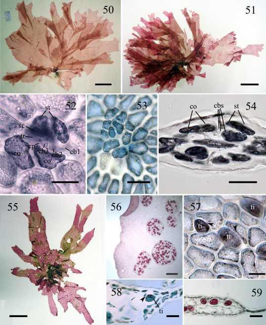 Nitophyllum stellatocorticatum 정표본과 한국산 Nitohyllum sp.의 외부 및 생식기관 구조