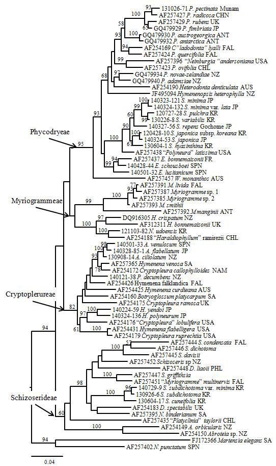 rbcL 유전자 염기서열 분석을 통해 추정된 바다참나무잎아과 (Subfamily Phycodryoideae) 계통수
