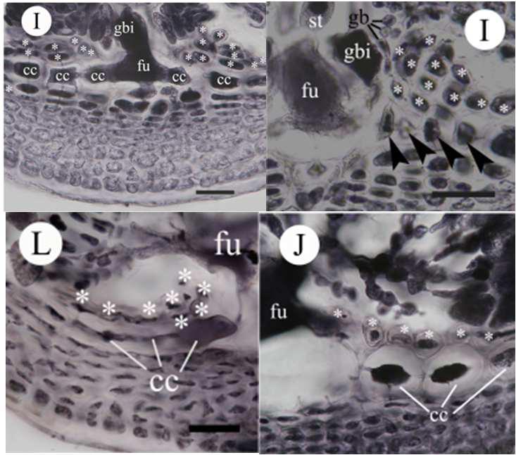 유럽 및 북서태평양산 Erythroglossum, Polyneura, Sorella의 낭과체 내부구조 비교.