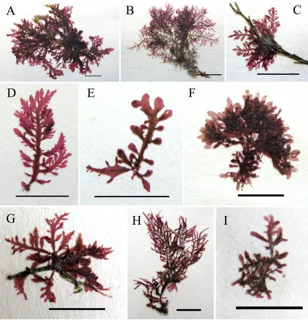 Sorella variabilis sp. nov. 의 외형적 변이