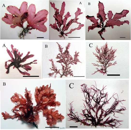 위쪽 왼쪽부터 Sorella hyacinthina (한국산), S. japonica (일본산), S. minima var. lata (일본산), S. minima, S. pulchra, S. repens, Sorella sp., Phycodrys radicosa