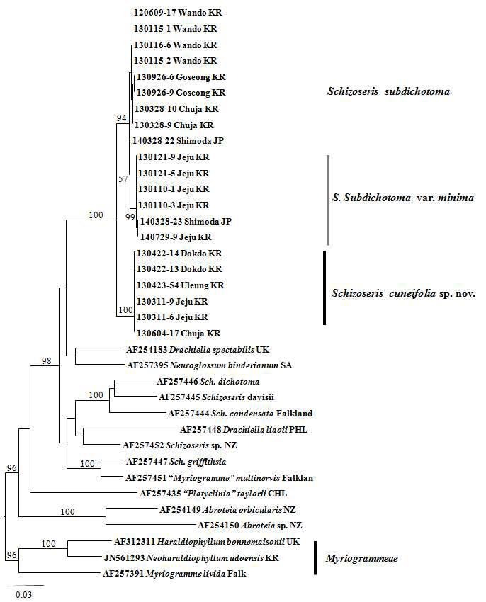 rbcL 유전자 염기서열 분석을 통해 추정된 갈래줄잎족 (Tribe Schizoserideae) 계통수