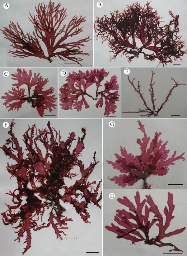 Acrosorium flabellatum의 외형적 변이