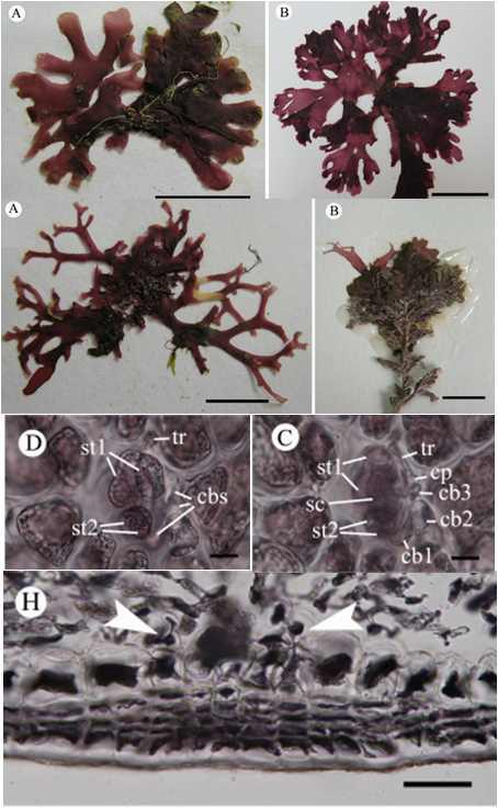 잔금분홍잎아시 (H. polyneurum gen. et nov.,)와 누은 분홍잎아시 (H. yendoi gen. et nov.)의 외부형태 및 자성생식기관의 형태