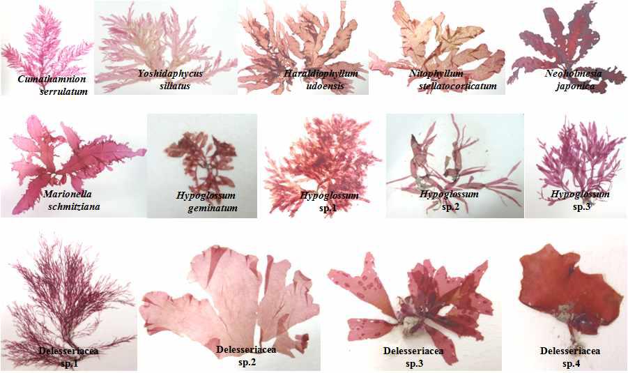 Habit of other groups in Delesseriaceae from Korea