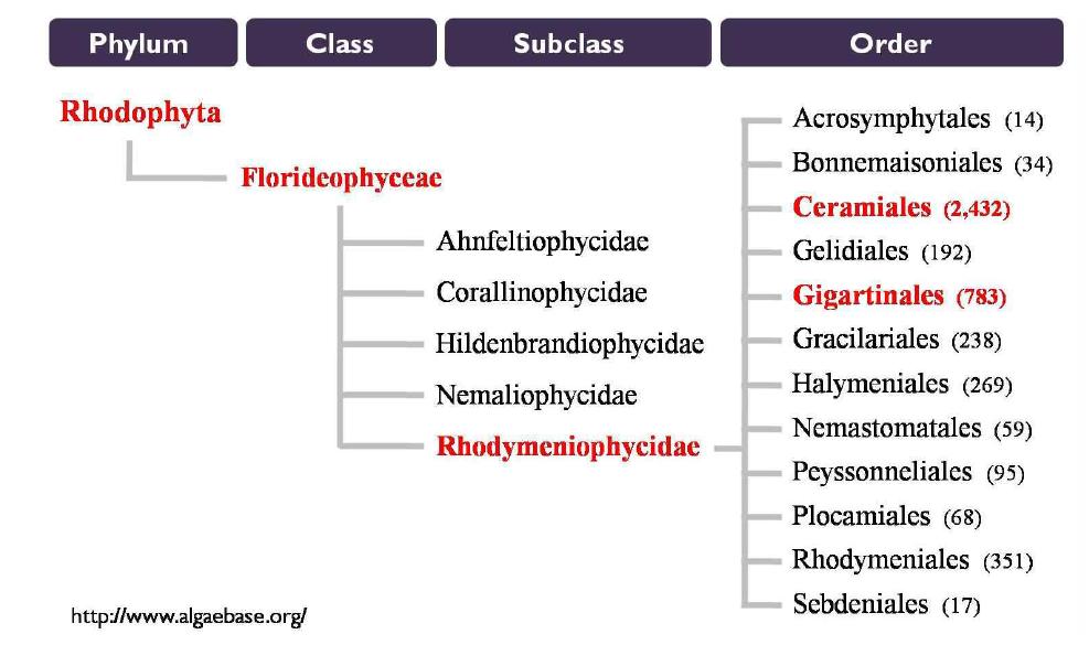 홍조류의 분류체계