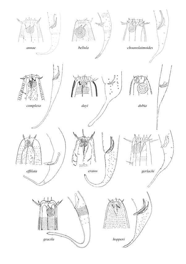 Pictorial guide of Marylynnia