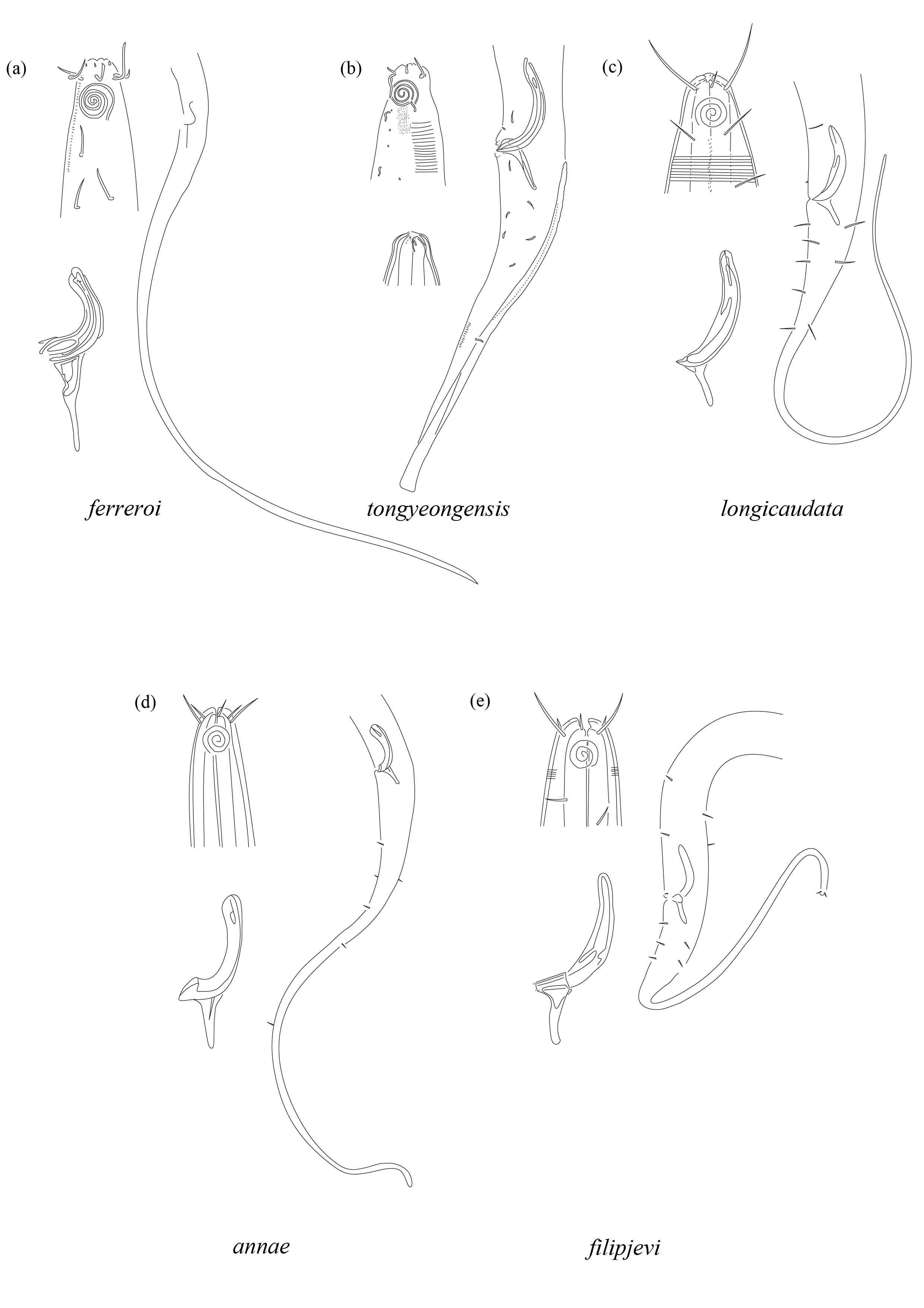 Pictorial guide of Laimella