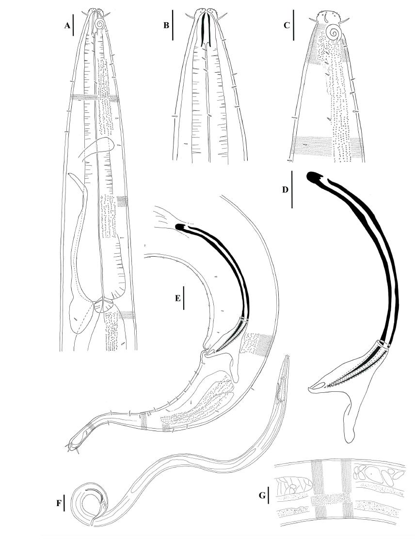 Dorylaimopsis sp. 1