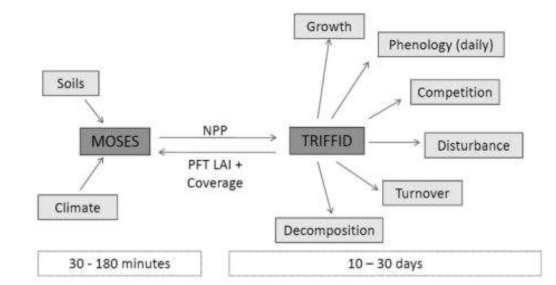 Schematic of the carbon cycle in JULES showing the coupling between MOSES and TRIFFID (modified from presentation of Fisher et al., (2008)).