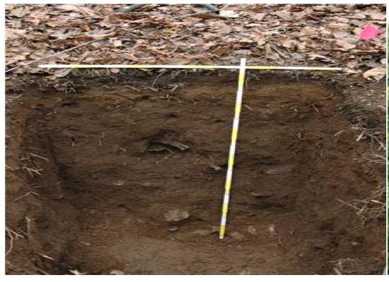 The soil analysis in the experimental site.