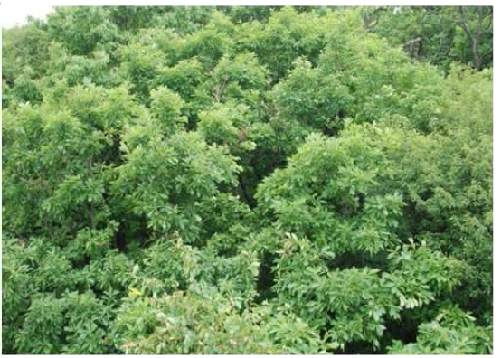 The canopy of Quercus mongolica forest stand.