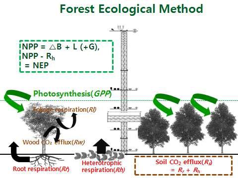 Measurements of CO2 flux and carbon budget using the forest ecological method in a cool-temperate broad-leaved deciduous forest.