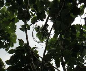 Development of canopy leaf chamber system in the field (