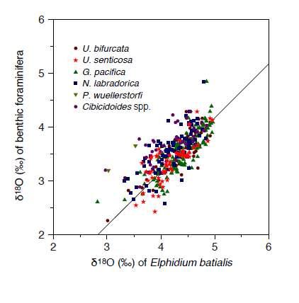 Correlation of the species-specific δ18O offset between the six species of benthic foraminfera and Elphidium batialis at Site U1343.