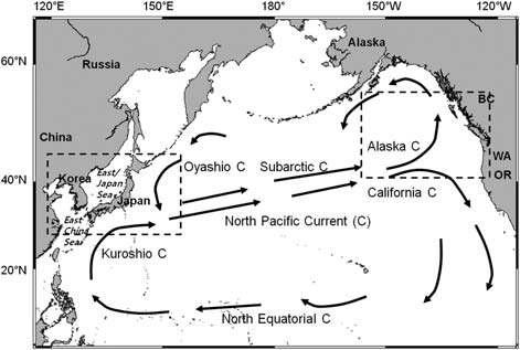 Study areas and major current systems in the North Pacific. Rectangles indicate western (26–46°N 118–155°E) and eastern (42–55°N 125 –157°W) North Pacific areas.