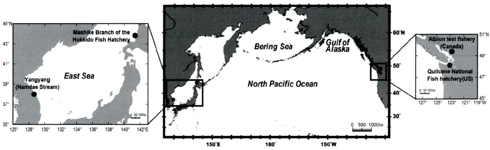 Sampling locations of chum salmon otolith during 1997-1999 spawning seasons