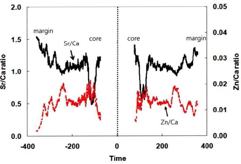 Duplicated Sr/Ca and Zn/Ca profiles in an otolith